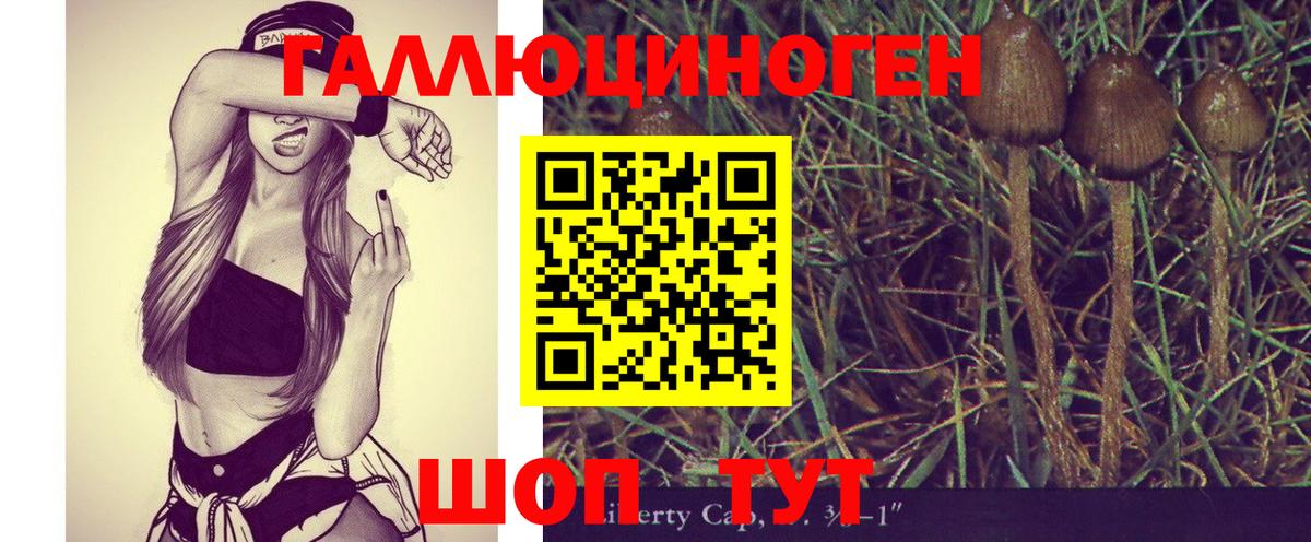 Галлюциногенные грибы Psilocybe Северобайкальск